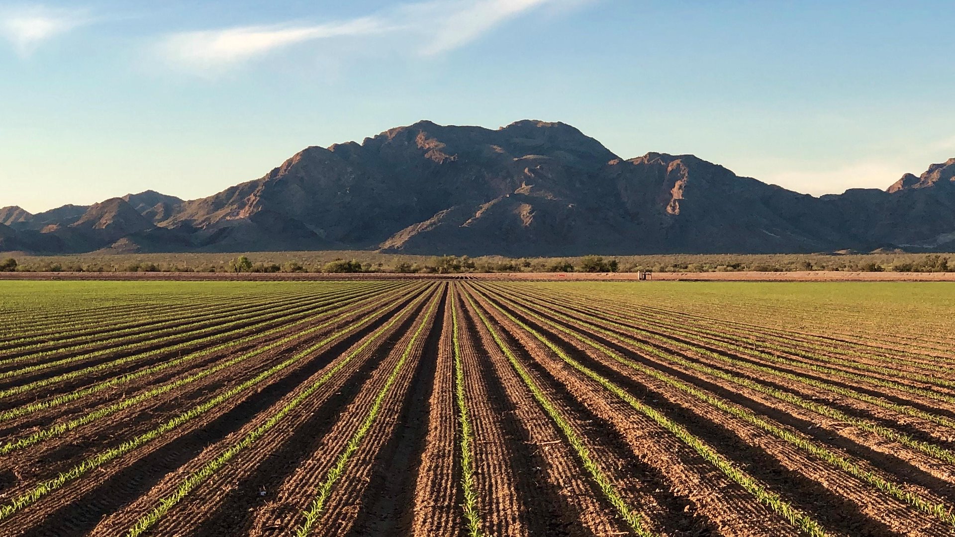 Salome Net Leased Agricultural Land/Salome, Arizona
